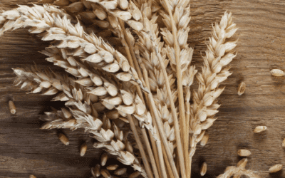 5 BEAUTY FACTS ABOUT WHEAT GERM OIL AND WHY IS IT A POPULAR SKINCARE INGREDIENT