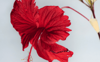 HIBISCUS EXTRACT: YOUR GO-TO NATURAL BOTOX