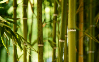 5 THINGS YOU NEED TO KNOW ABOUT BAMBOO EXTRACT FOR YOUR BEAUTY AND WELL-BEING CONCERN