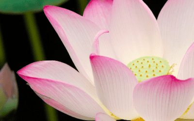 5 REASONS WHY LOTUS FLOWER EXTRACT IS GOOD FOR YOUR HEALTH CONCERNS AND GOOD AS A SKINCARE INGREDIENT