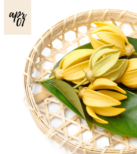 YLANG YLANG ESSENTIAL OIL’S BEAUTY AND MENTAL HEALTH BENEFITS